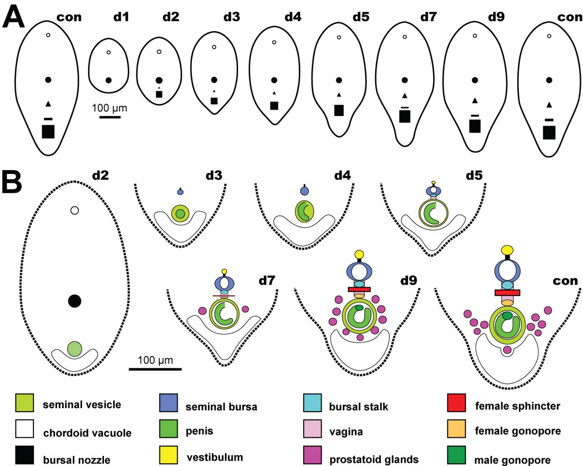 Figure 13