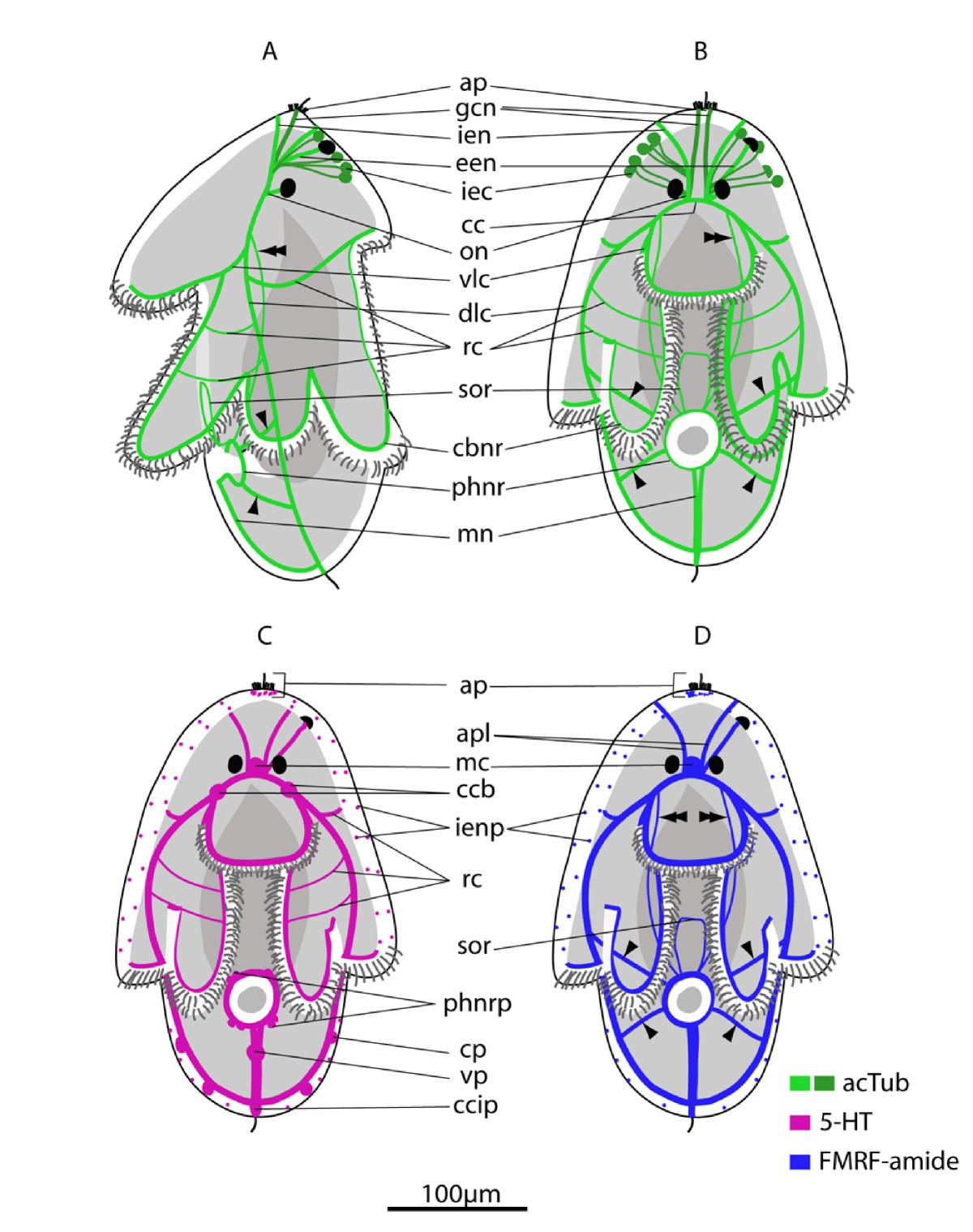 Embryonic and post-embryonic development of the polyclad flatworm  Maritigrella crozieri; implications for the evolution of spiralian life  history traits | Frontiers in Zoology | Full Text