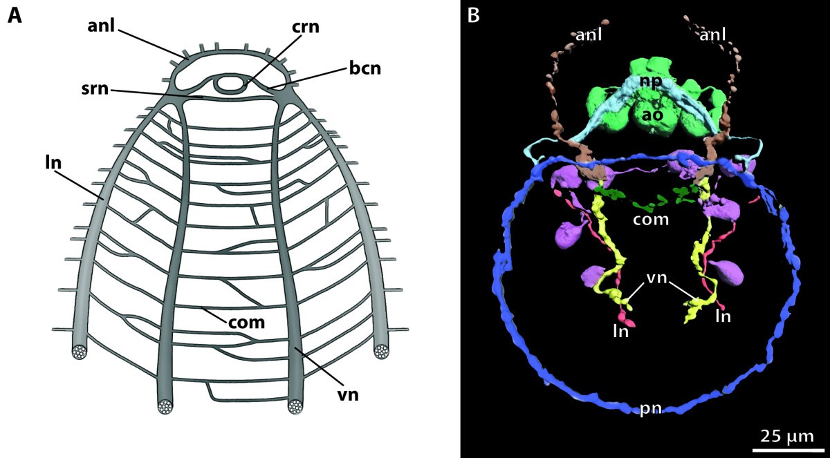 Figure 30