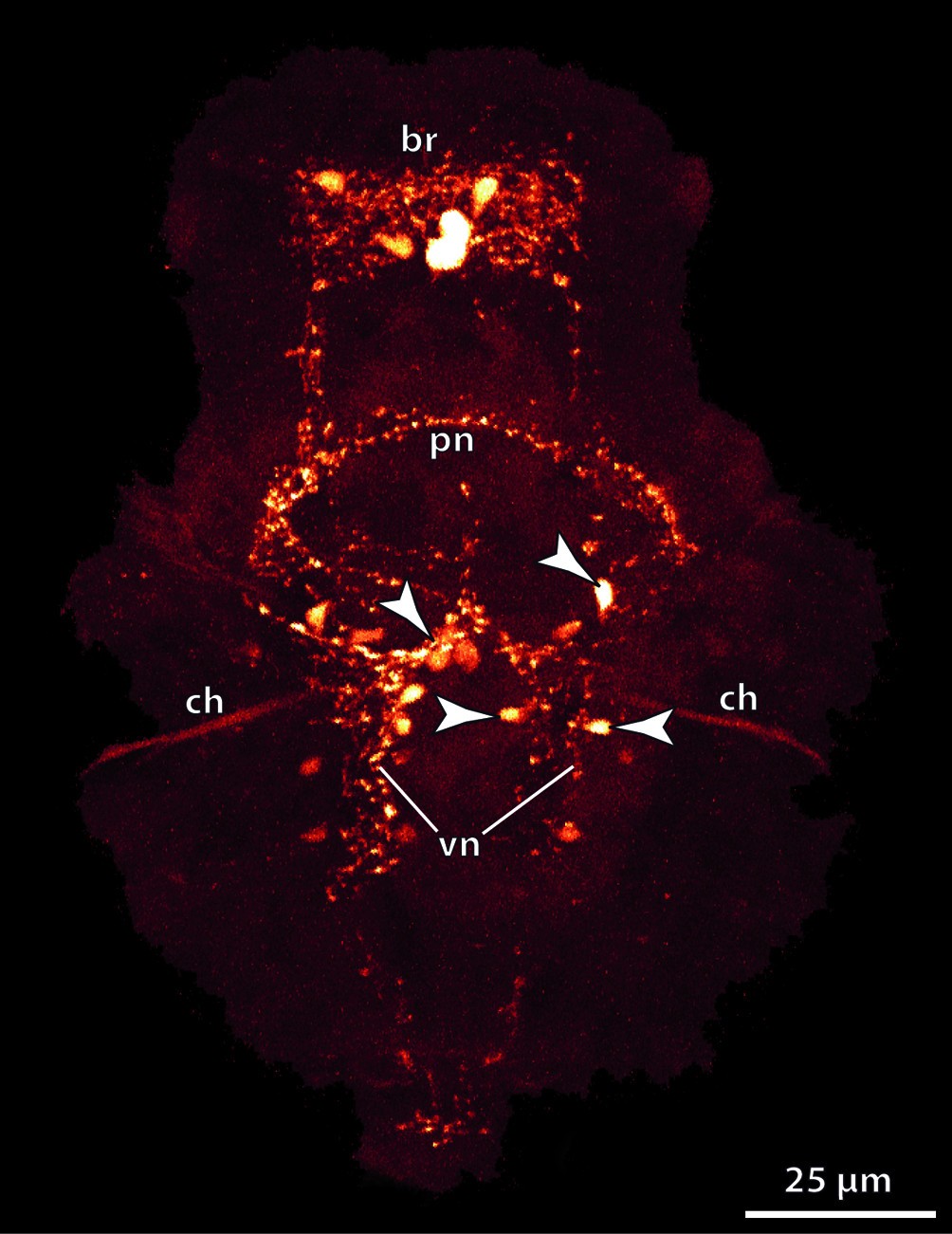 Figure 31