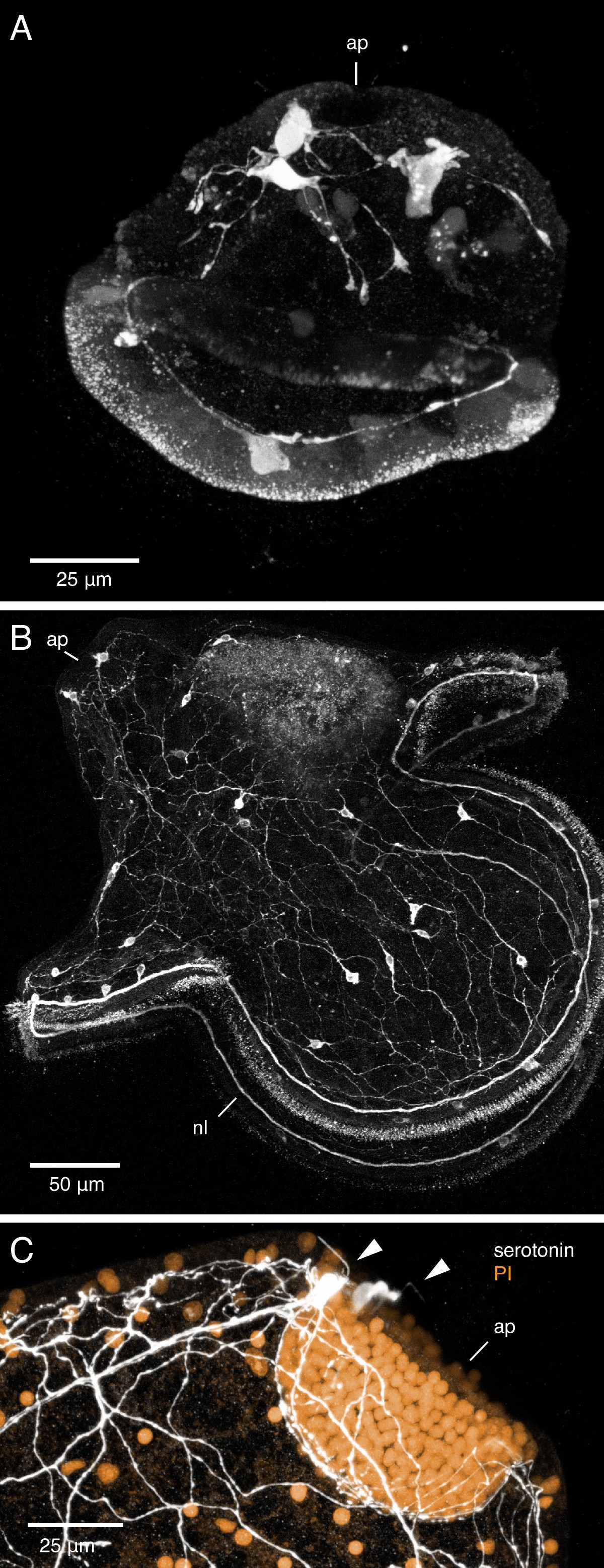 Figure 10