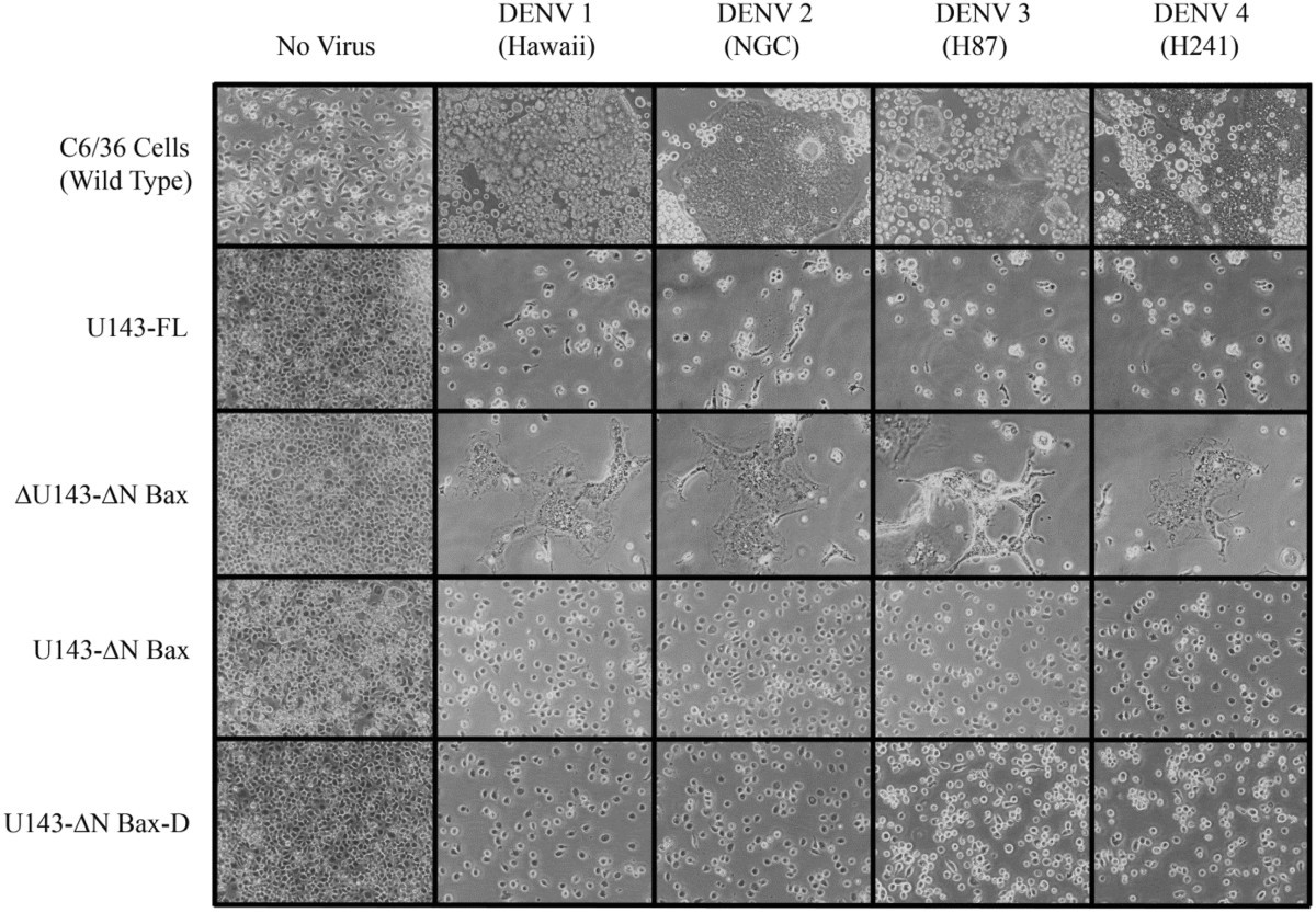 Figure 5