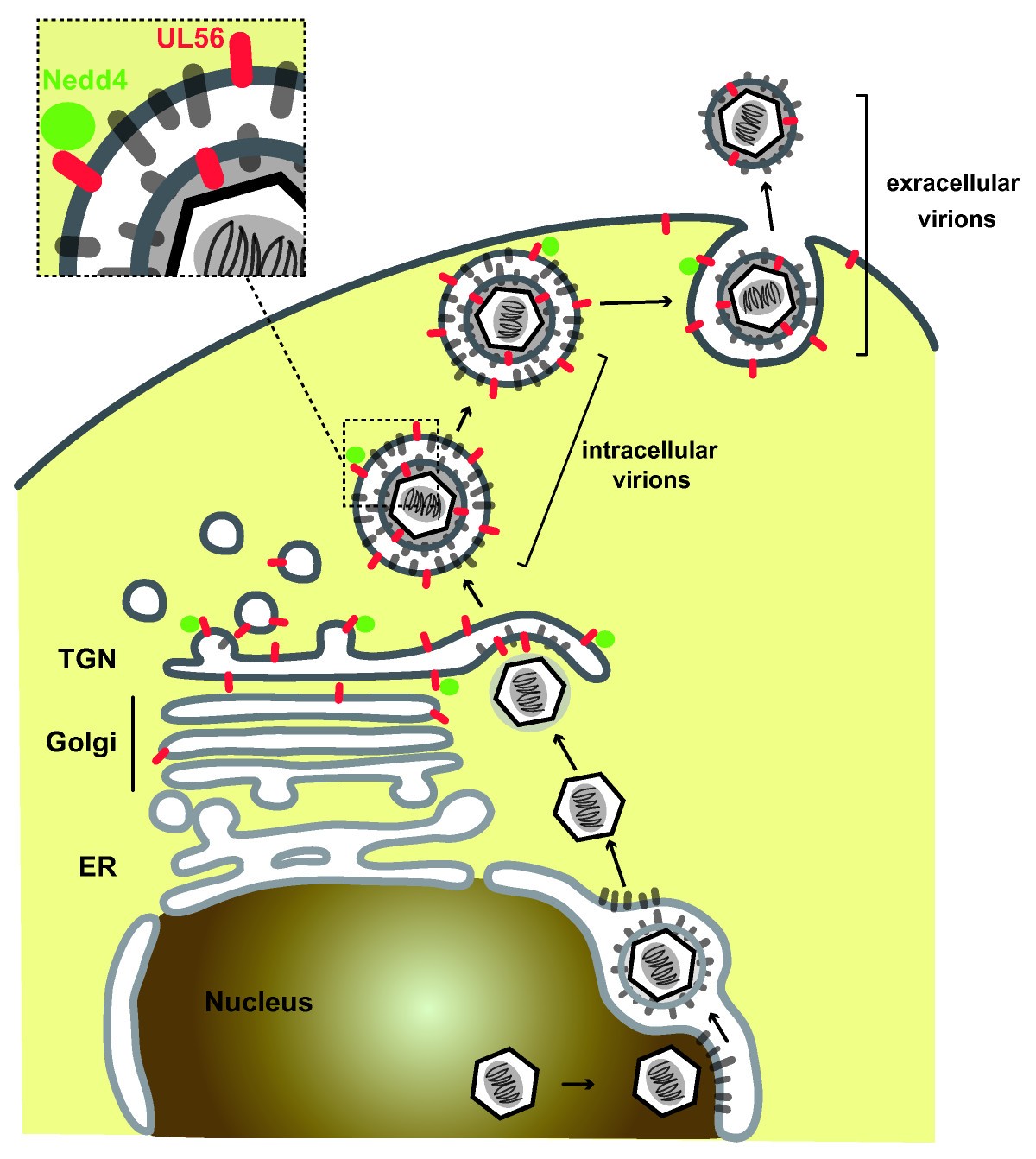 Figure 7