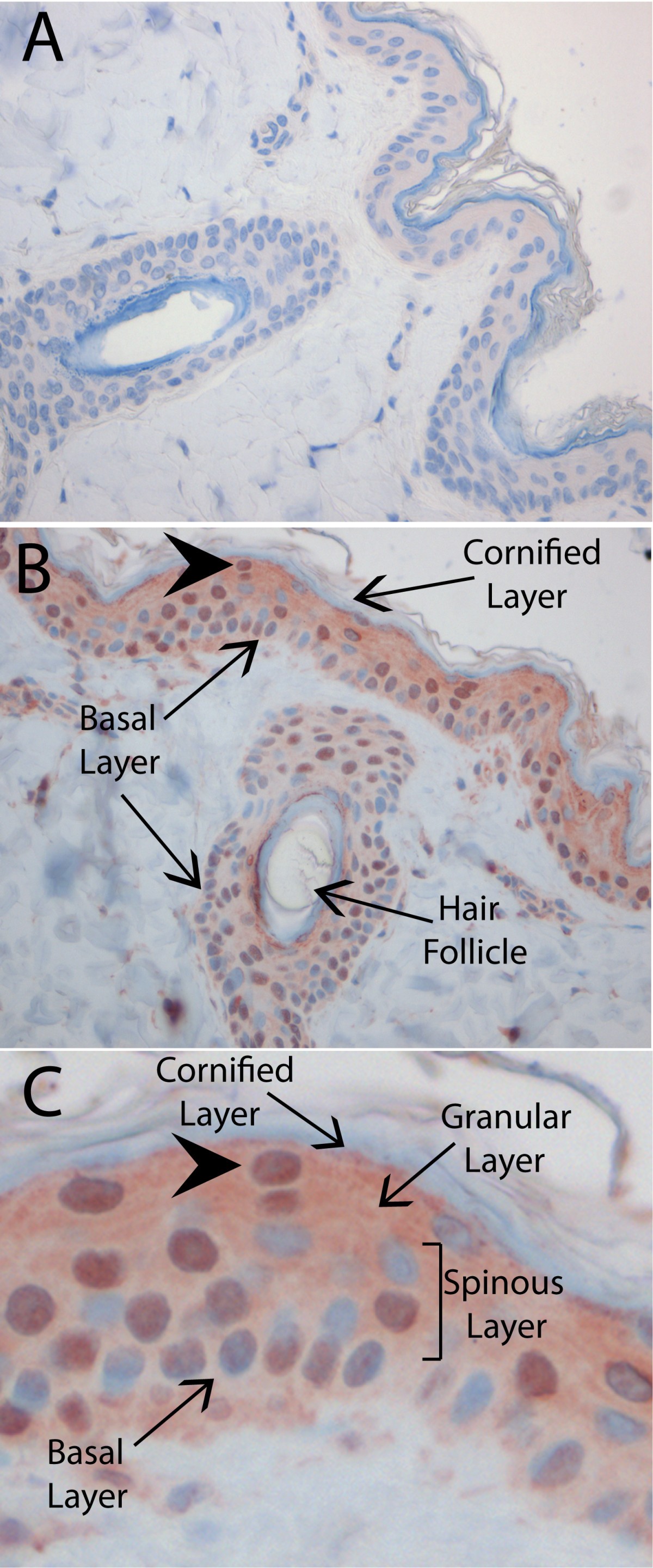 Figure 9