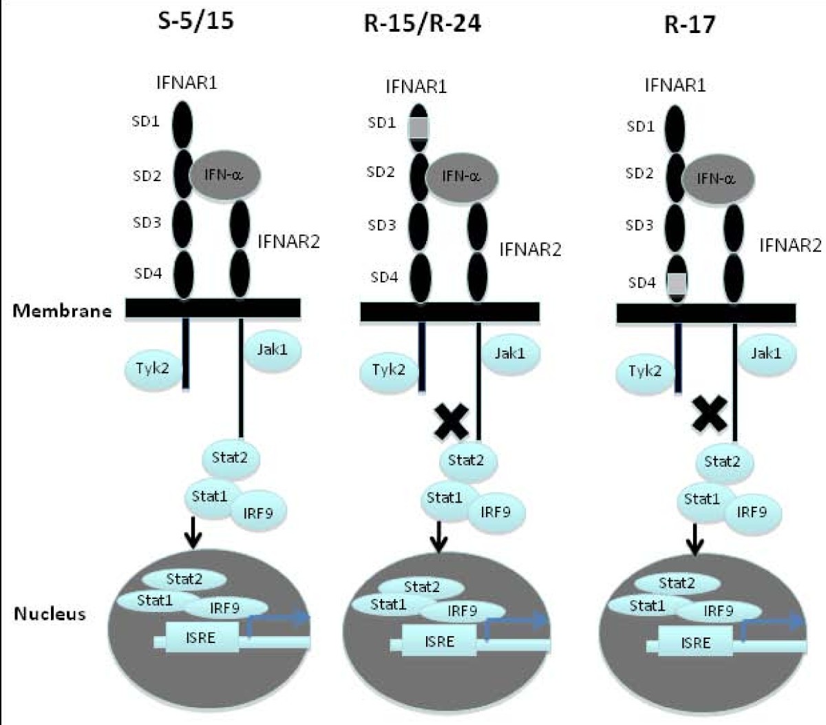 Figure 12