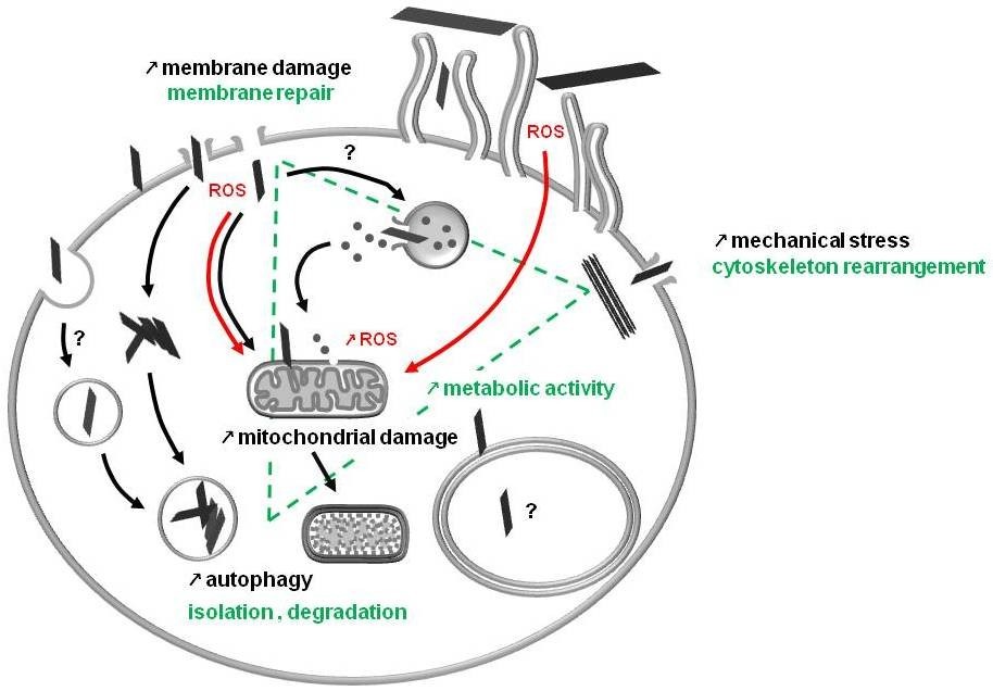 Figure 12