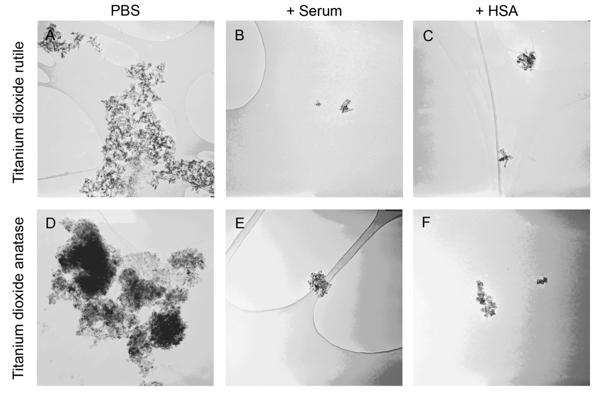 Optimized dispersion of nanoparticles for biological in vitro and in vivo  studies | Particle and Fibre Toxicology | Full Text