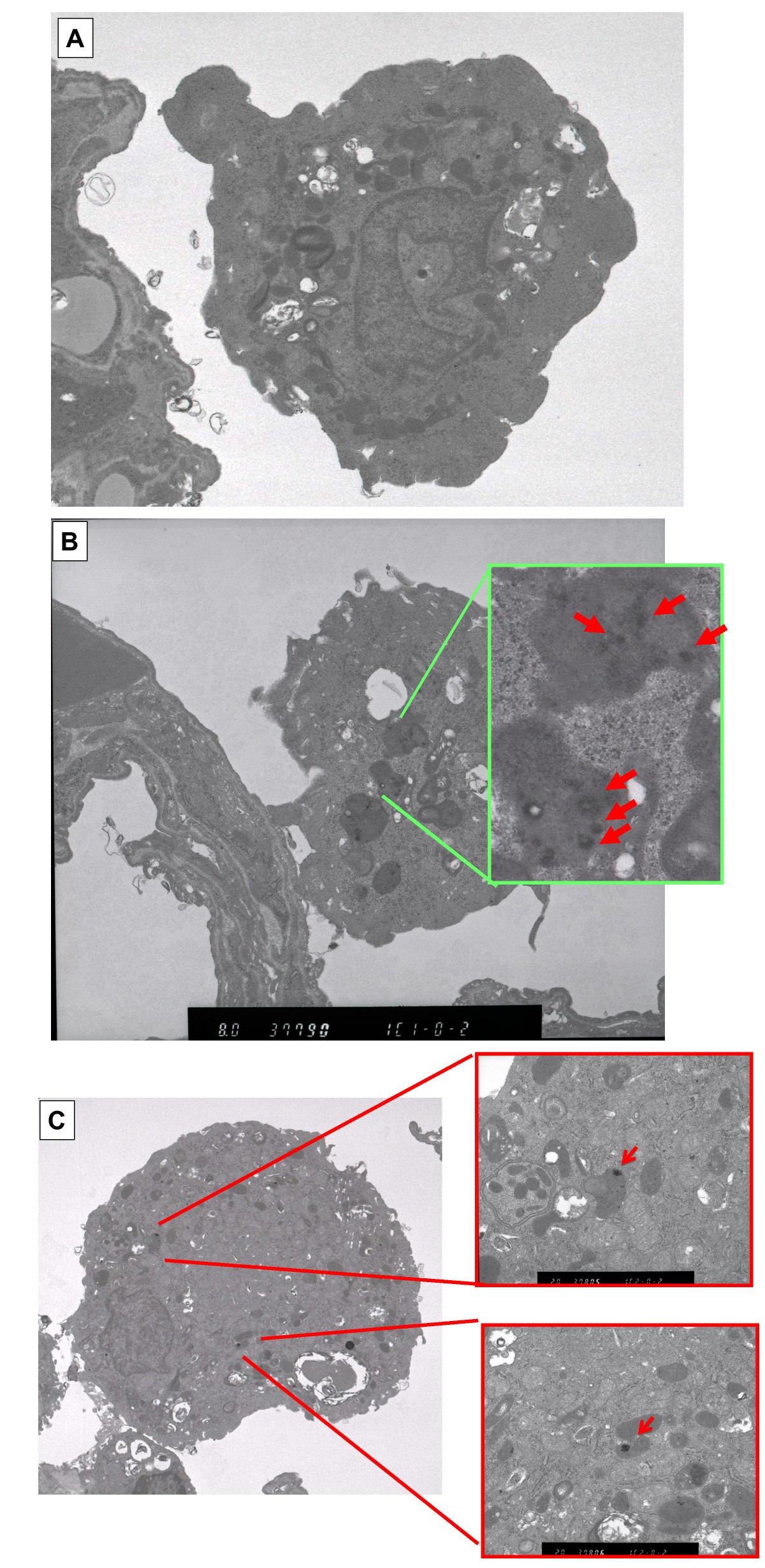 Figure 12