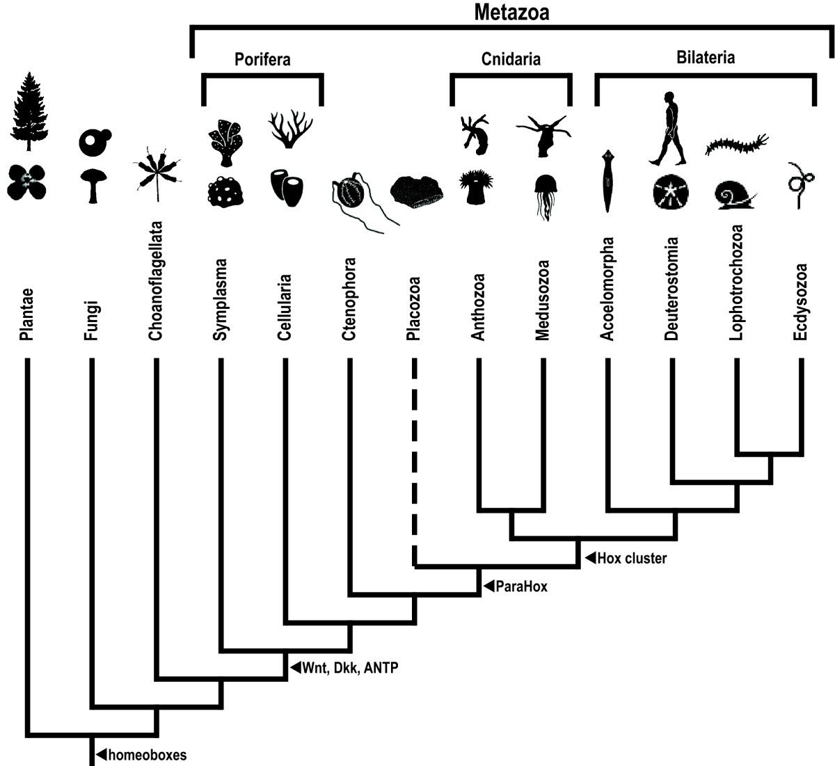 Мое перерождение в древо эволюции 181. Эволюционное Древо животных. Систематика метазоа. Классификация Metazoa. Эволюция Metazoa.