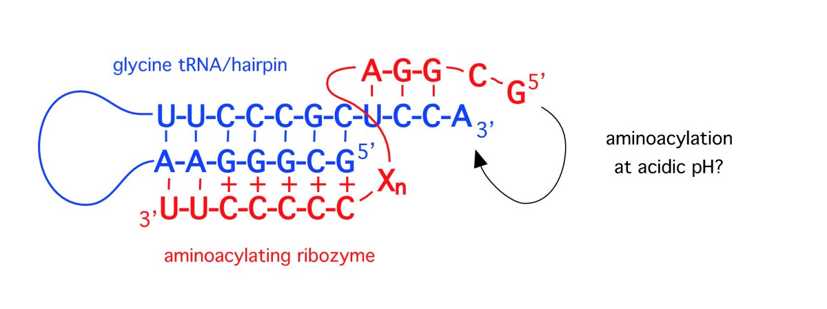 Primordial Soup Or Vinaigrette Did The Rna World Evolve At Acidic Ph Biology Direct Full Text