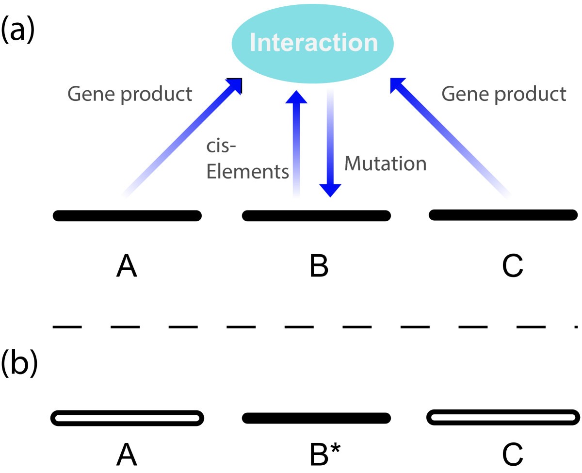 Interaction перевод. Gene interaction. Mutation in Genes. Allelic Genes. Interaction of currents.