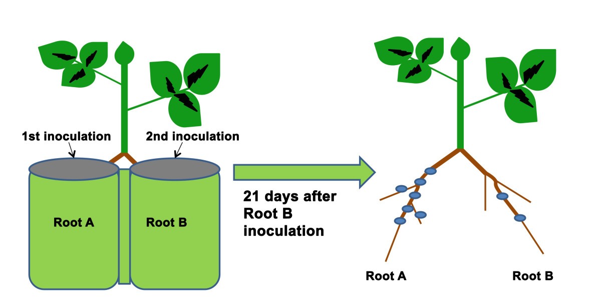 I root com. Inoculation. Nodulizing inoculation. Root via root. Root Extension.