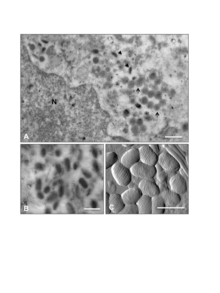 Isolation and phylogenetic analysis of orf virus from the ...