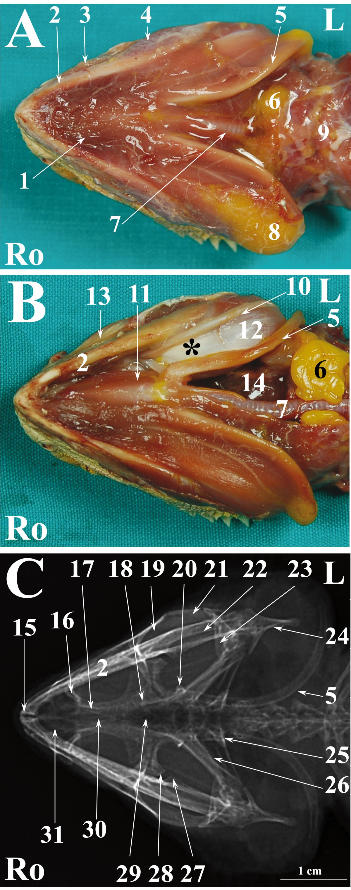 Figure 7