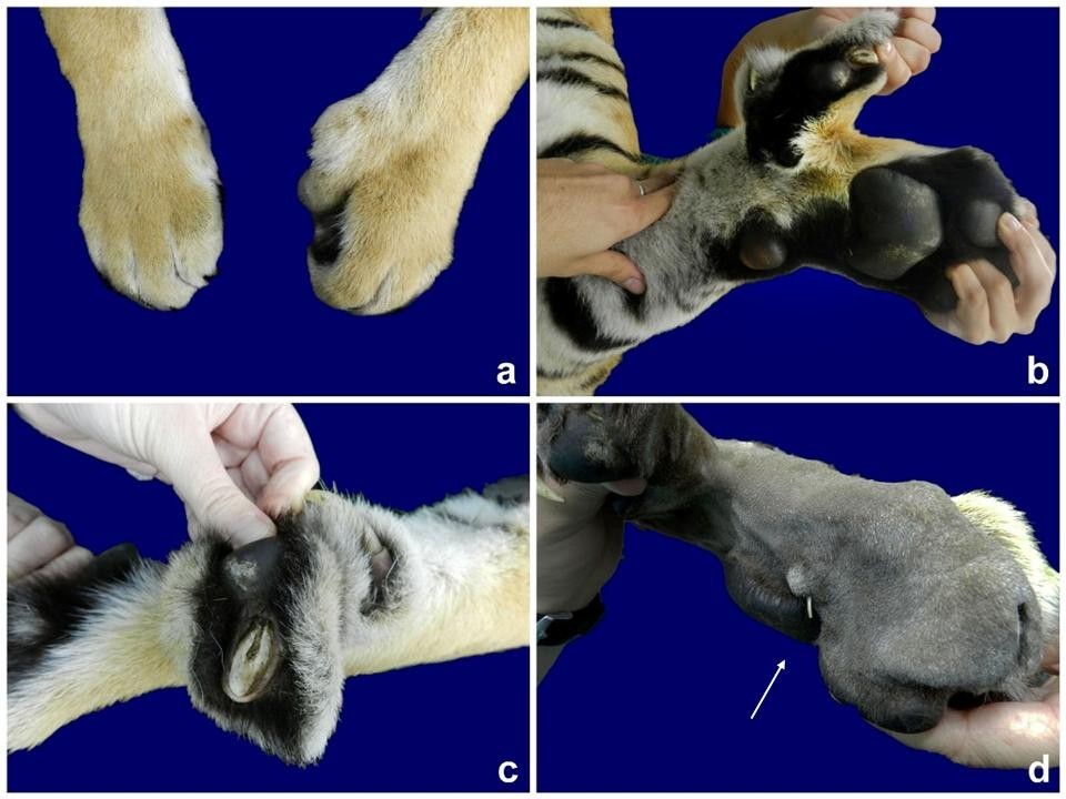 real tiger paw anatomy