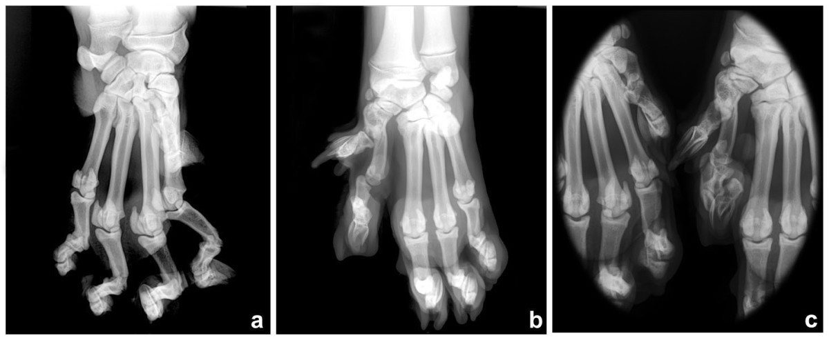 real tiger paw anatomy