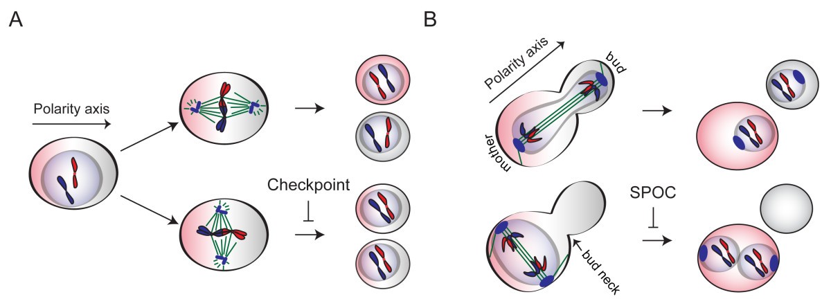 Monitoring spindle orientation Spindle position checkpoint in charge Biology Diagrams