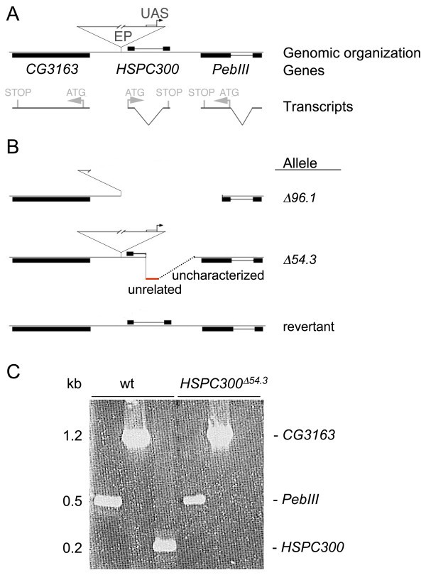 hspc300 and its role in neuronal connectivity neural development