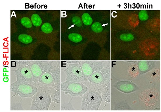 Figure 4