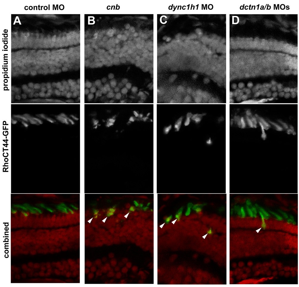 Figure 13