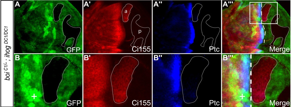 Figure 6