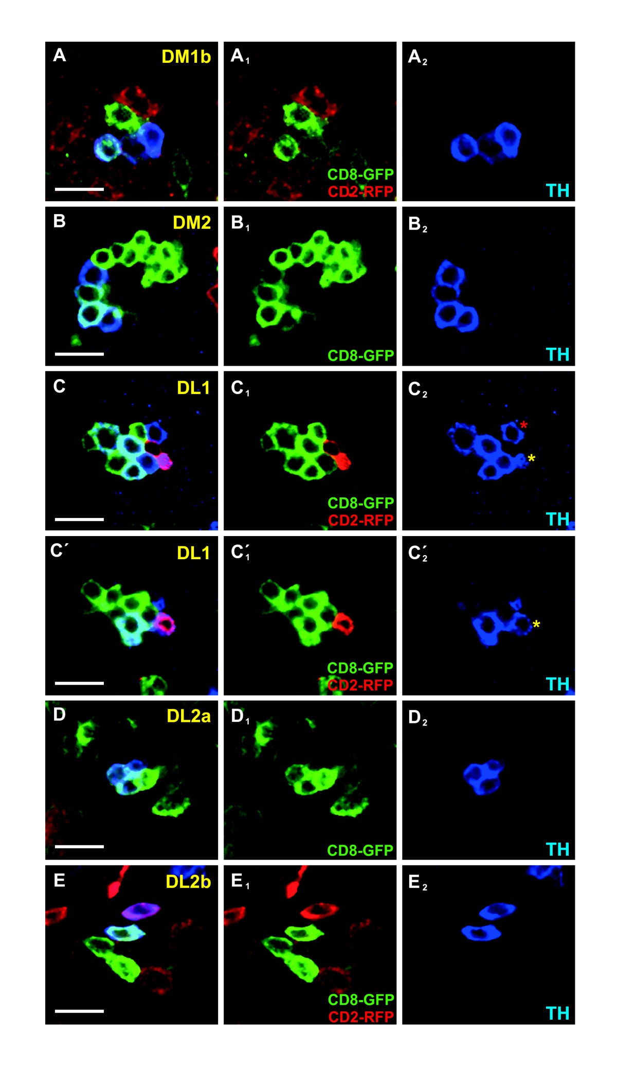 Figure 2