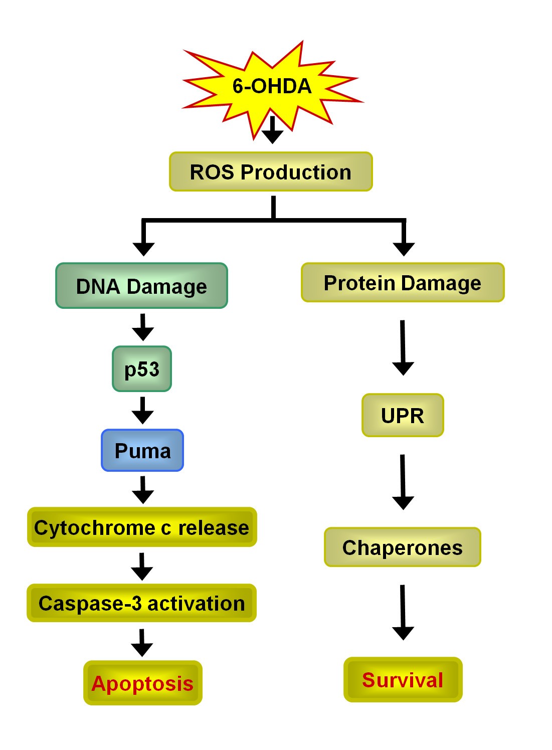 6-OHDA generated ROS induces DNA damage and p53- and PUMA-dependent cell  death | Molecular Neurodegeneration | Full Text