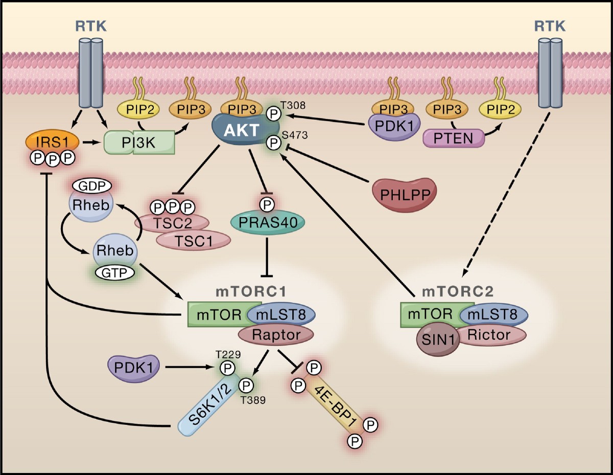 Akt Signaling Interactive Pathway: R&D Systems