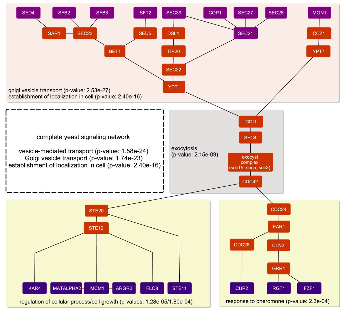 signal transduction pathway