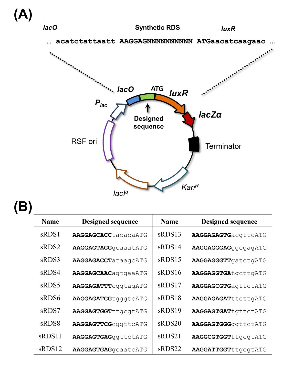 mrna sequence mrna sequence