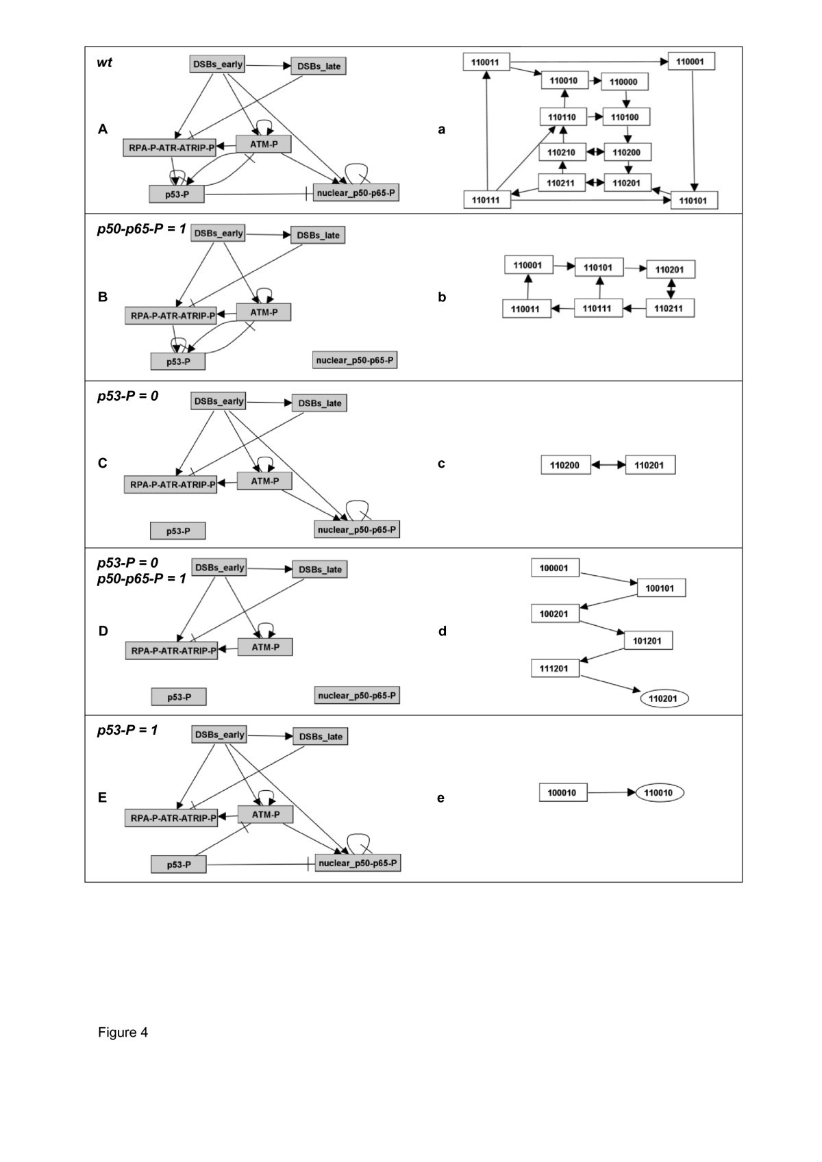 Dynamics Of P53 And Nf Kb Regulation In Response To Dna Damage And Identification Of Target Proteins Suitable For Therapeutic Intervention Bmc Systems Biology Full Text