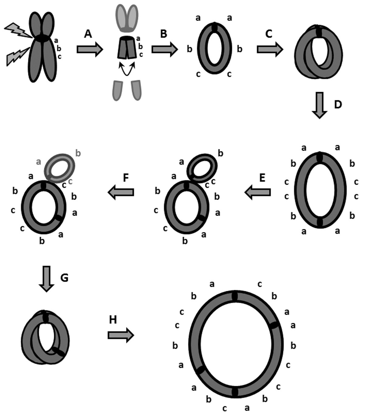 Low grade mosaic for a complex supernumerary ring chromosome 18 in an adult  patient with multiple congenital anomalies | Molecular Cytogenetics | Full  Text