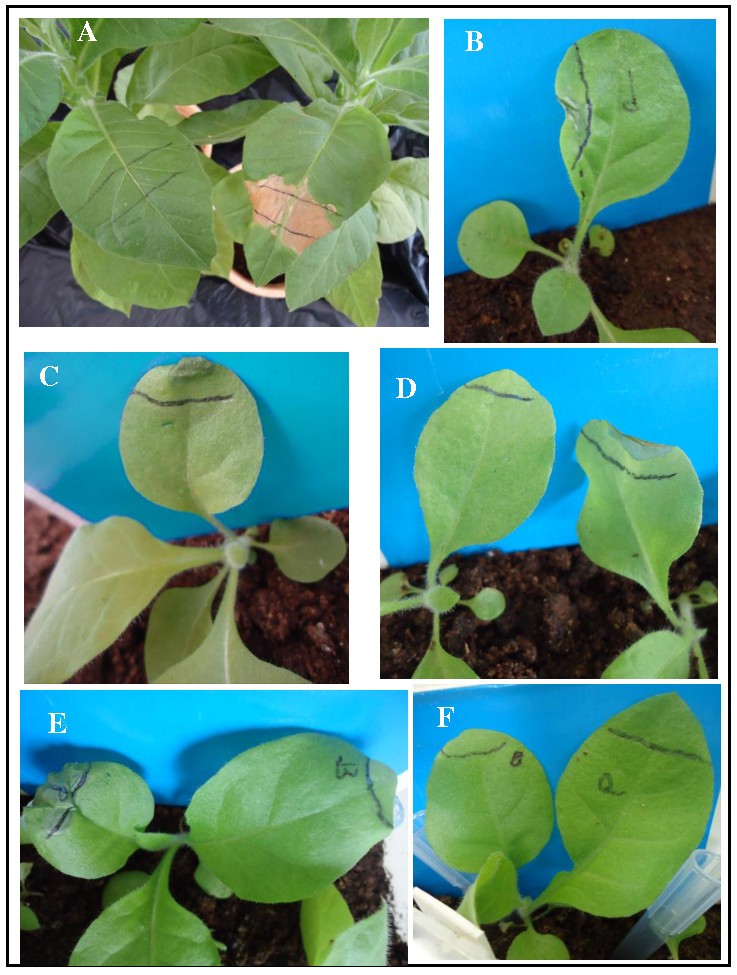 Figure 4