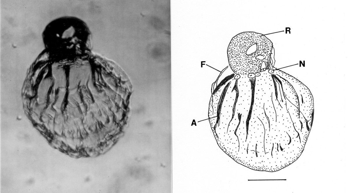 Figure 13