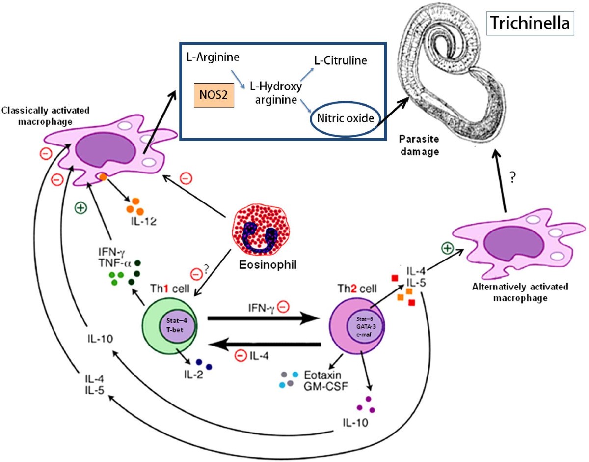 Trichinella spiralis жизненный цикл схема