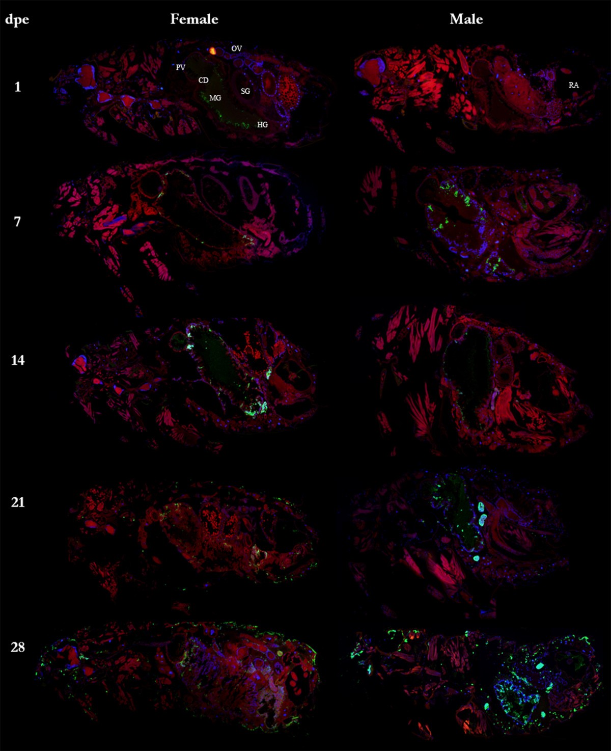 Figure 2