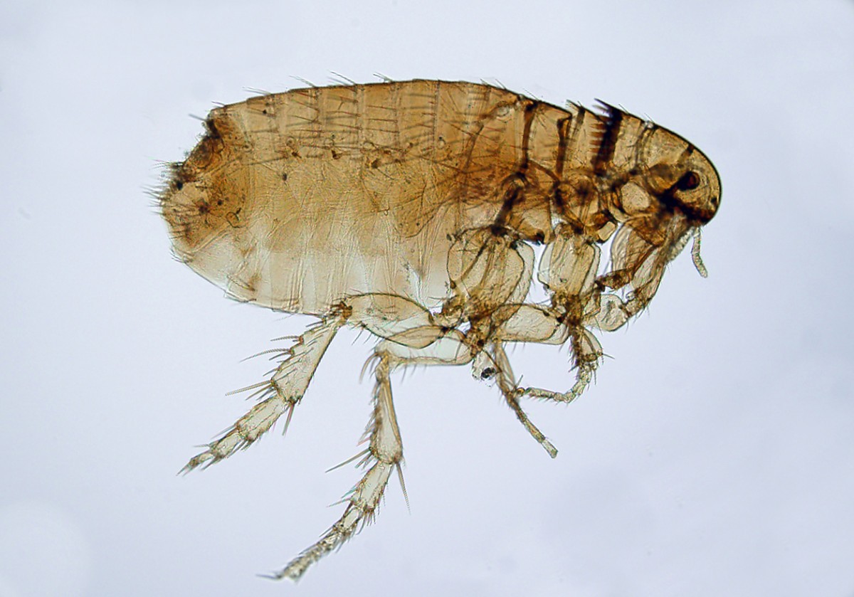 Джиггер песчаная блоха. Песчаные блохи (tunga penetrans). Блоха проницающая. Песчаные блохи саркопсиллез. Песчаная блоха тунгиоз.