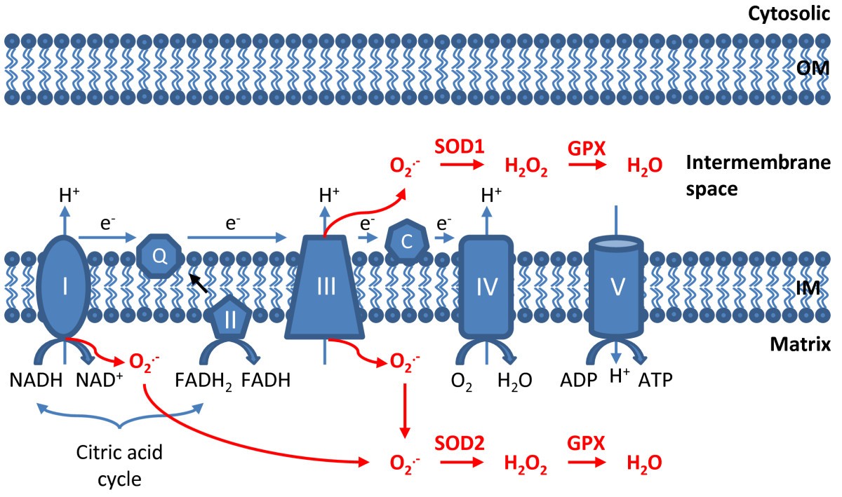 Mitochondria: Reactive Oxygen Species