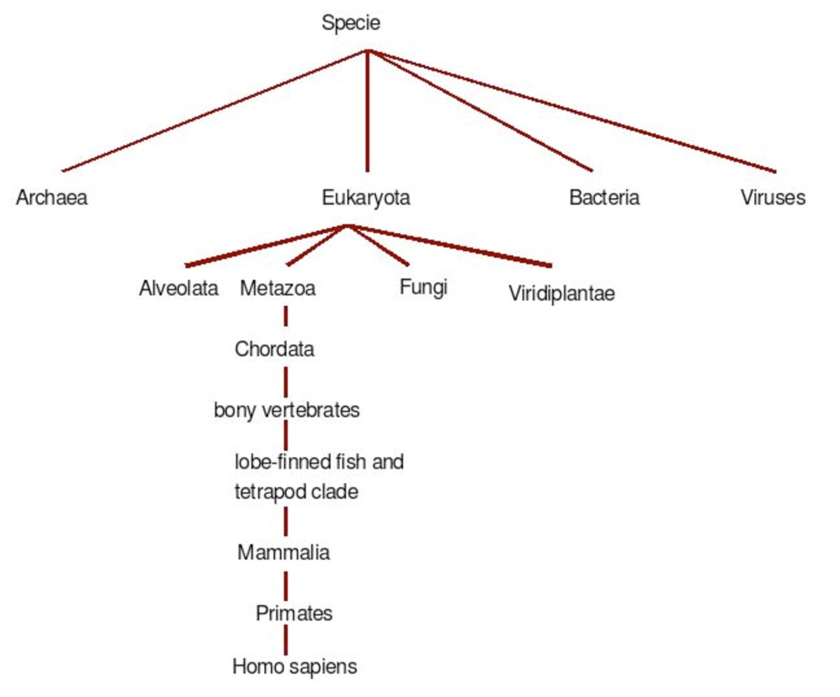 Figure 13