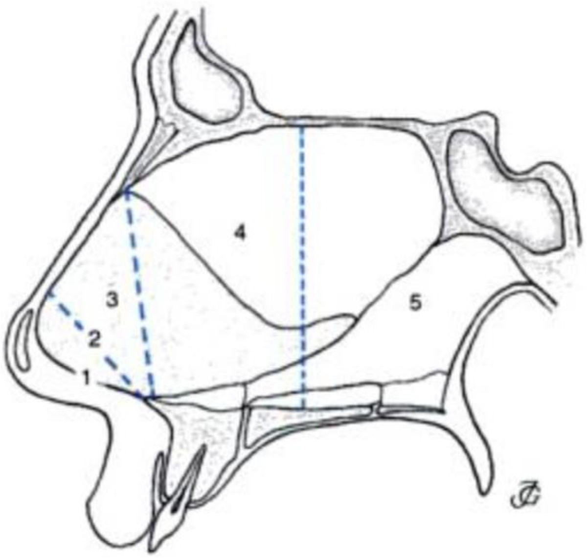 parts of the nasal cavity