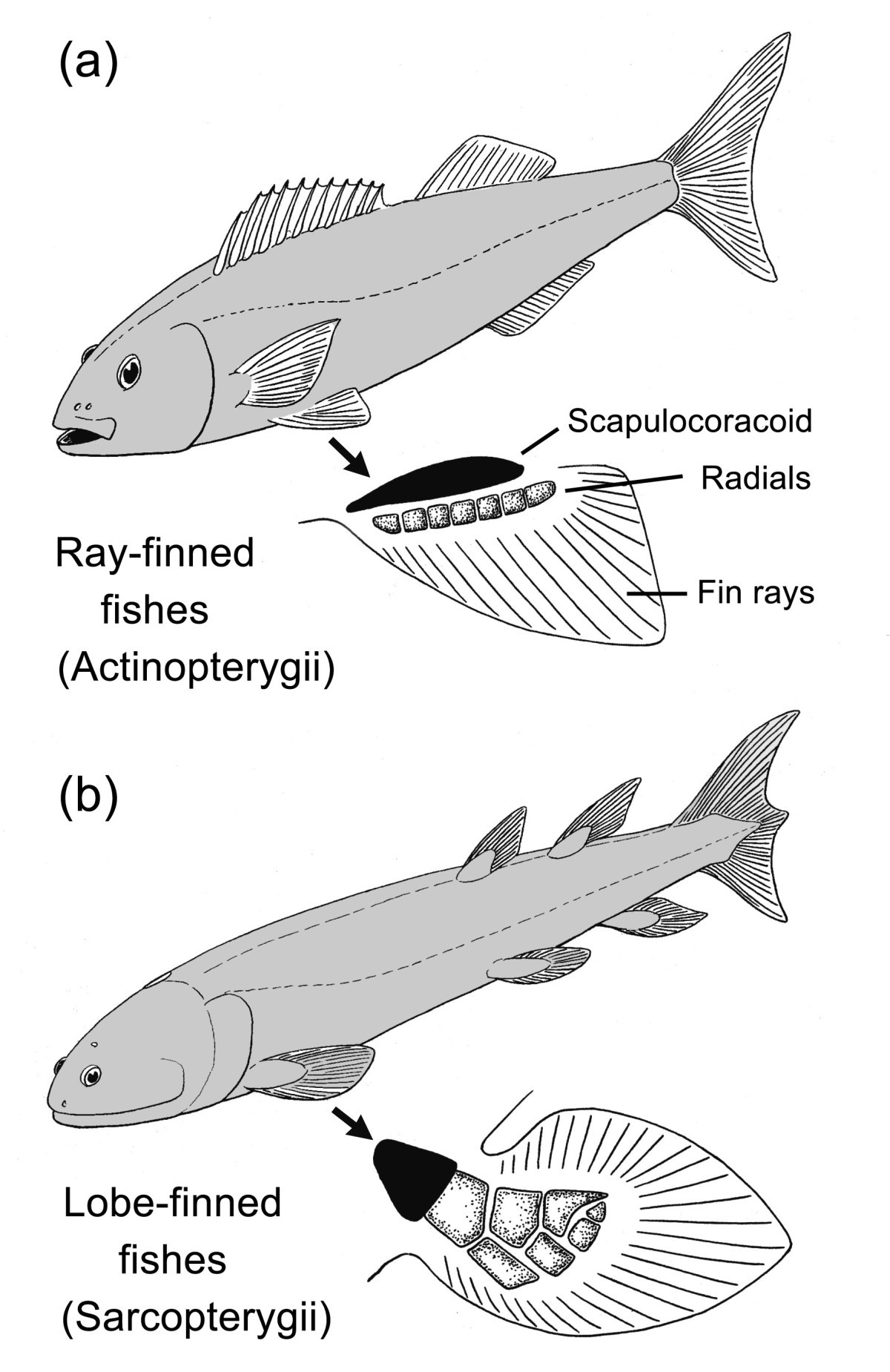 Do mudskippers and lungfishes elucidate the early evolution of four-limbed  vertebrates?, Evolution: Education and Outreach