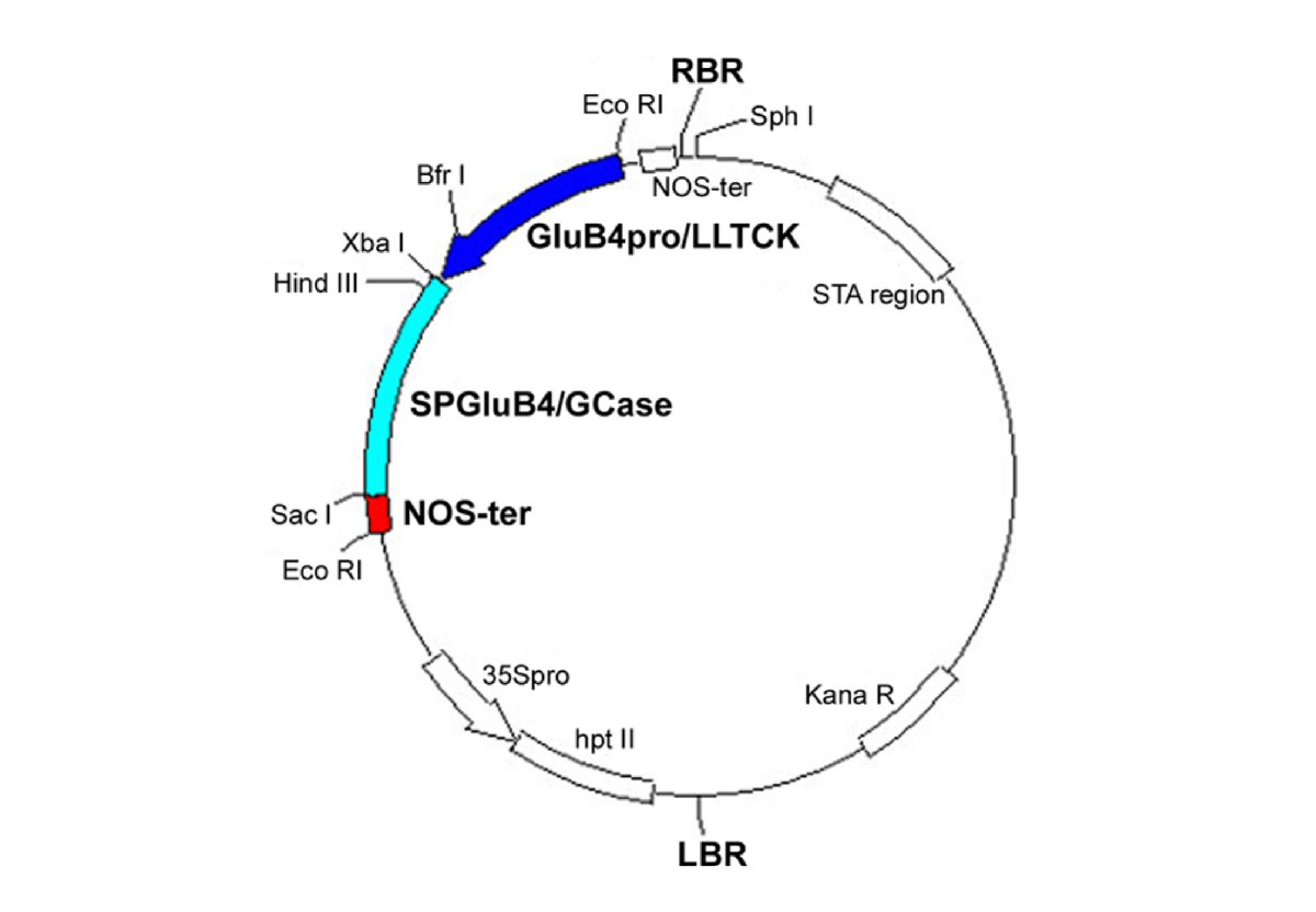 Figure 12