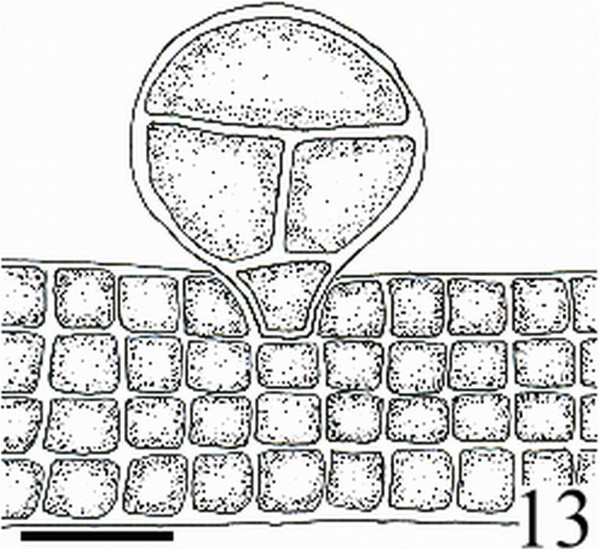 Figure 13