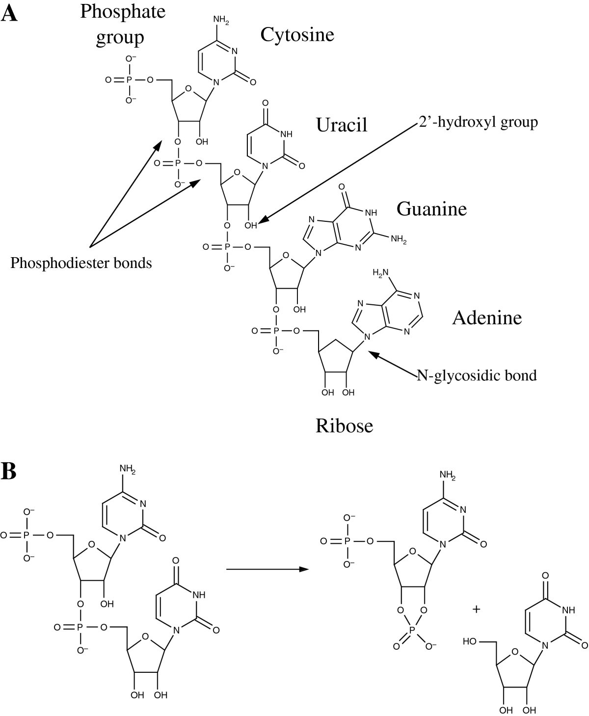 Гуанин рибоза. Первичная структура РНК. RNA structure. Урацил рибоза. Цитозин рибоза фосфат.