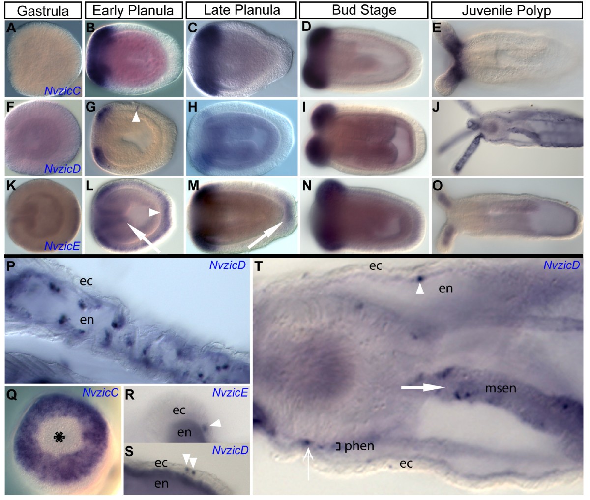 Expression And Phylogenetic Analysis Of The Zic Gene Family In The Evolution And Development Of Metazoans Evodevo Full Text