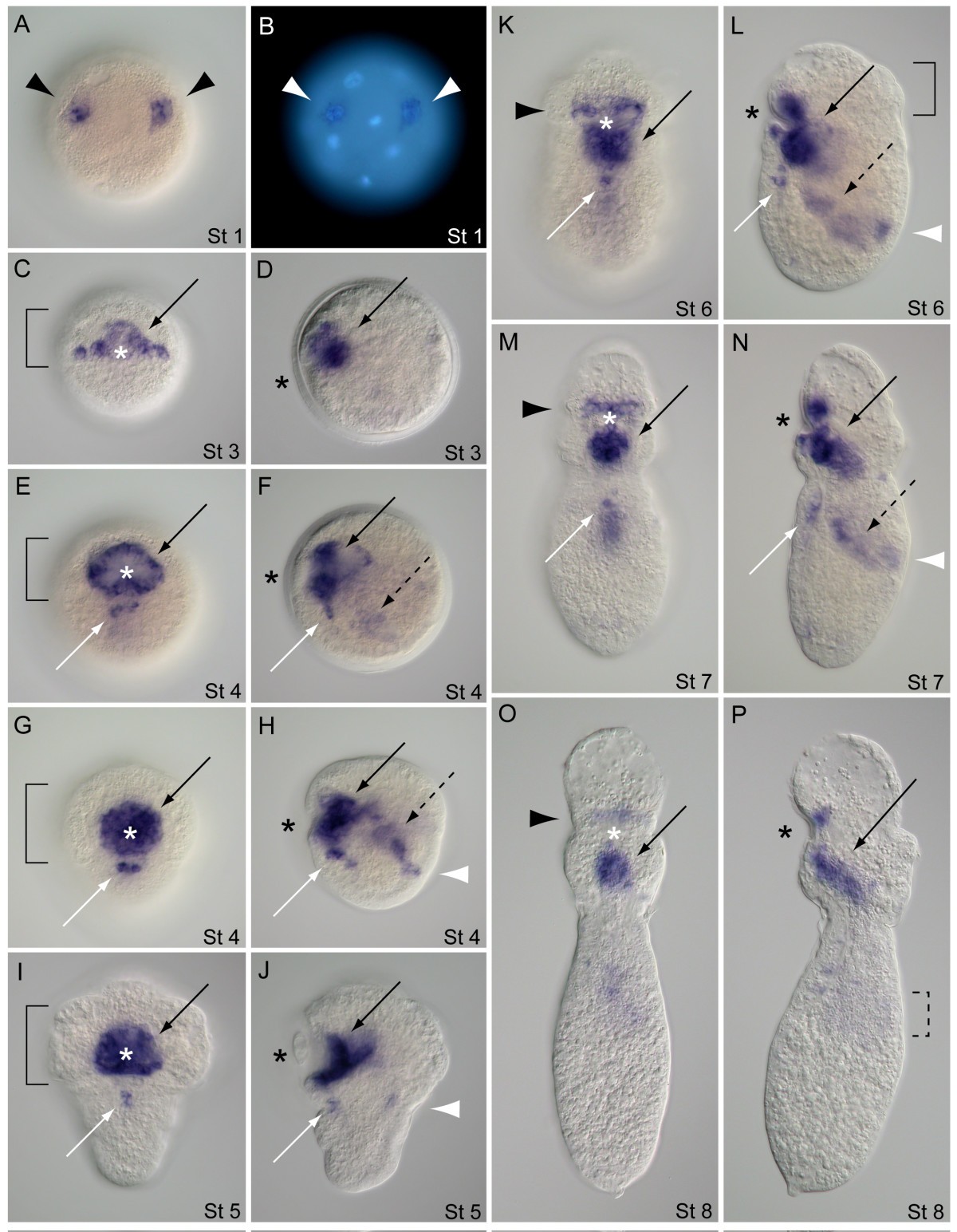 Expression Of Foxa And Gata Transcription Factors Correlates With Regionalized Gut Development In Two Lophotrochozoan Marine Worms Chaetopterus Annelida And Themiste Lageniformis Sipuncula Evodevo Full Text