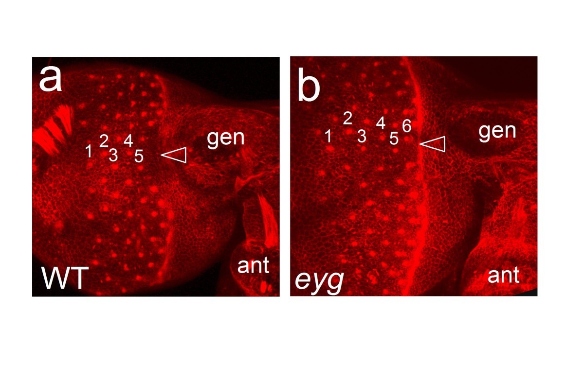 Figure 7