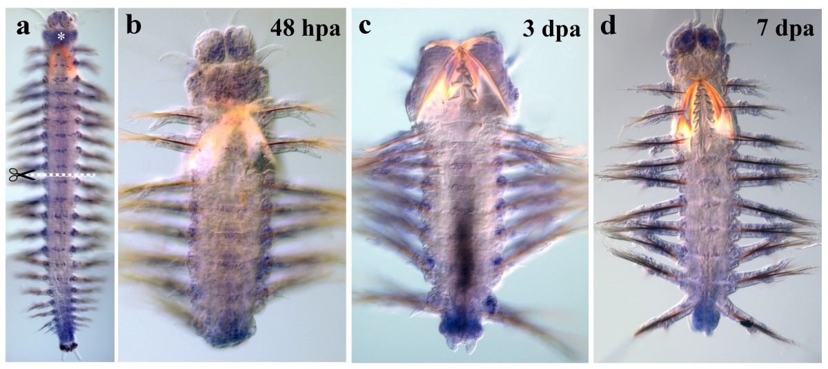 Figure 10