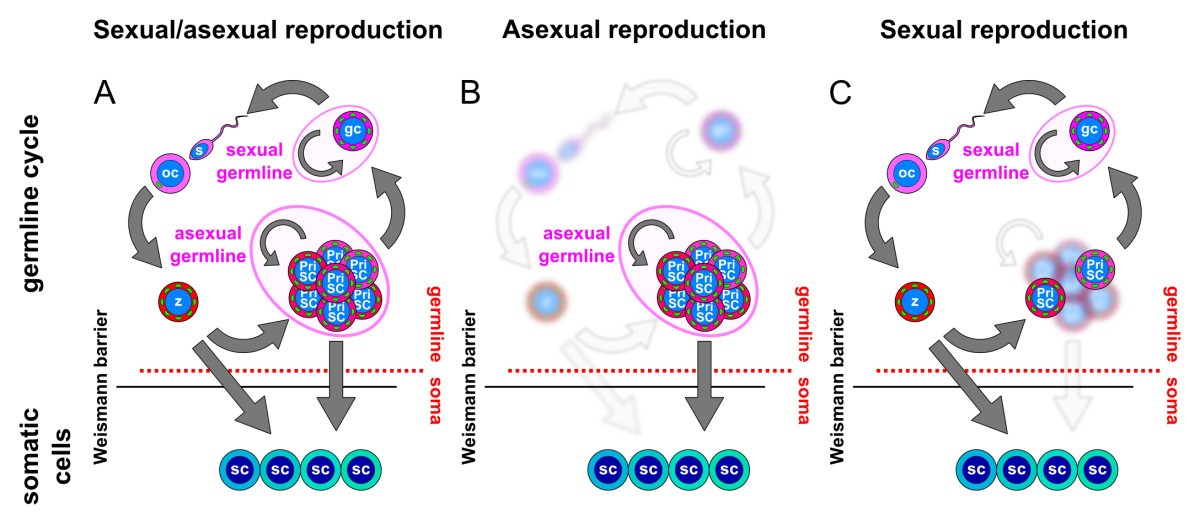 (A) Animals capable of both sexual and asexual reproduction possess an asex...