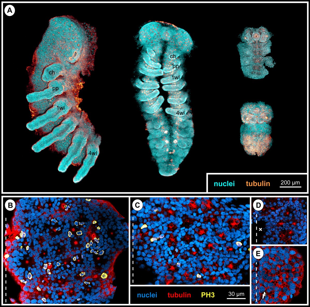 Figure 16